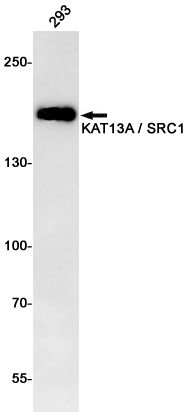 Rabbit monoclonal antibody
