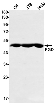 Rabbit monoclonal antibody