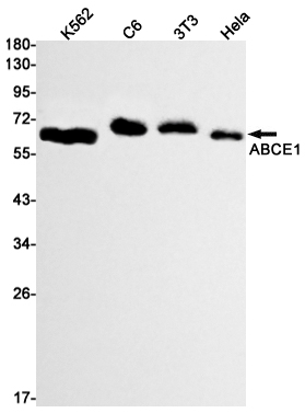 Rabbit monoclonal antibody