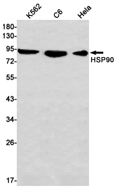 Rabbit monoclonal antibody