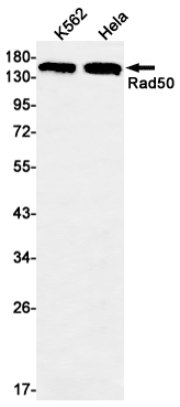Rabbit monoclonal antibody