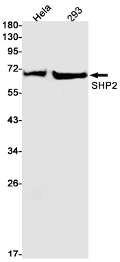 Rabbit monoclonal antibody