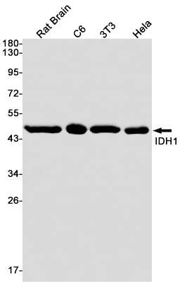 Rabbit monoclonal antibody