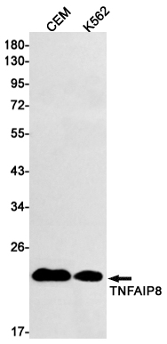 Rabbit monoclonal antibody
