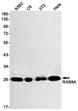 Rabbit monoclonal antibody