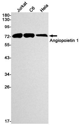 Rabbit monoclonal antibody