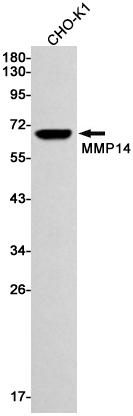 Rabbit monoclonal antibody