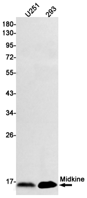 Rabbit monoclonal antibody