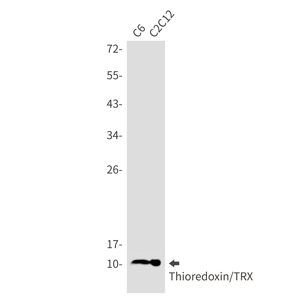 Rabbit monoclonal antibody