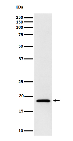 Rabbit monoclonal antibody
