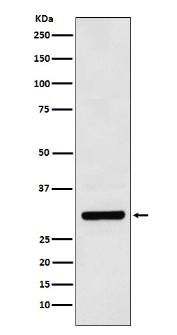 Rabbit monoclonal antibody