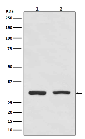Rabbit monoclonal antibody