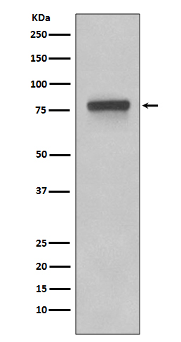 Rabbit monoclonal antibody