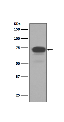 Rabbit monoclonal antibody