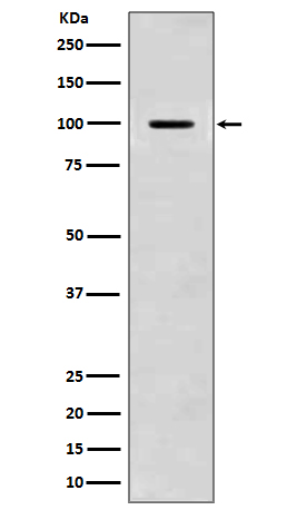 Rabbit monoclonal antibody