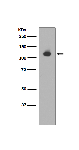 Rabbit monoclonal antibody