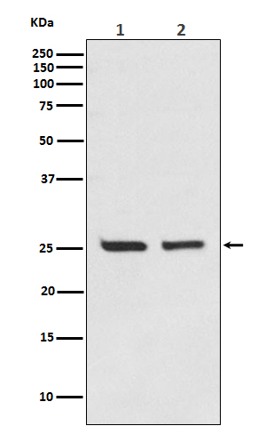 Rabbit monoclonal antibody