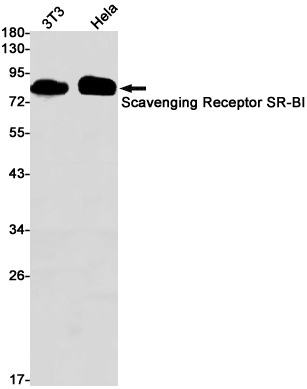 Rabbit monoclonal antibody