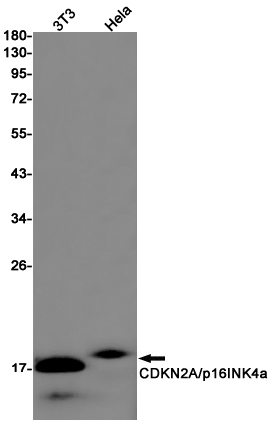 Rabbit monoclonal antibody