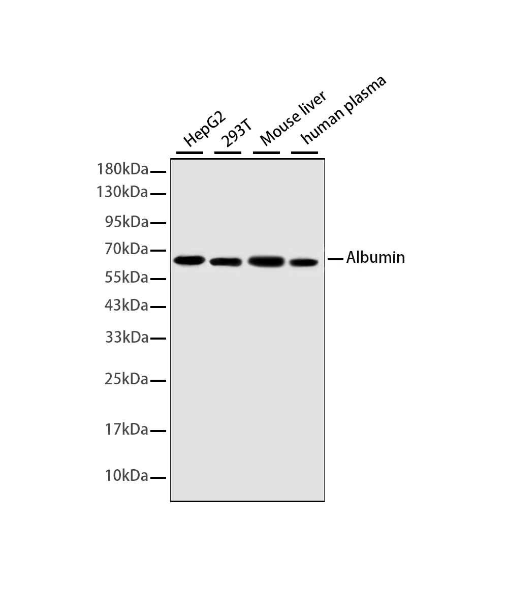 Rabbit monoclonal antibody