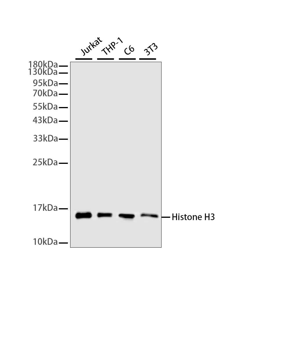 Rabbit monoclonal antibody