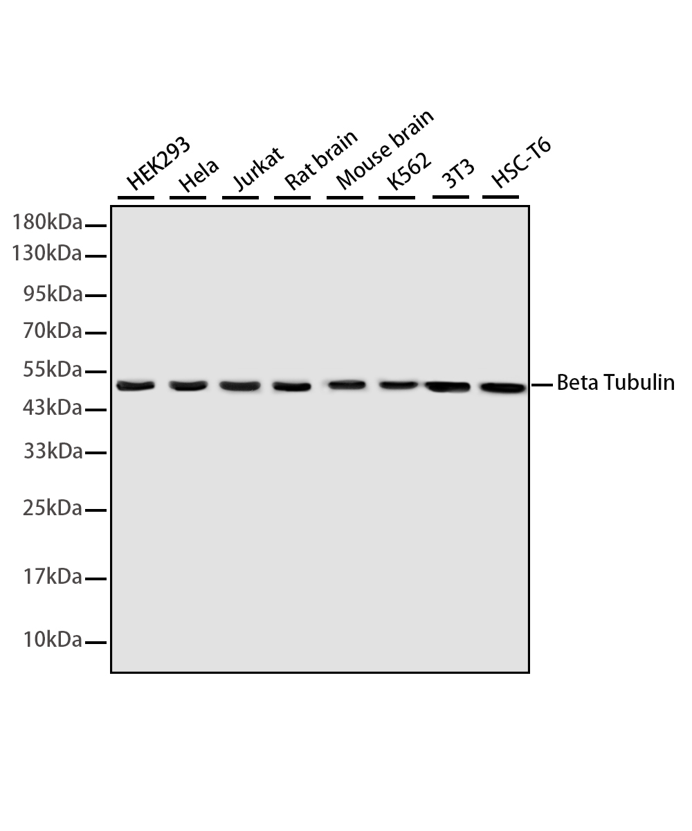 Rabbit monoclonal antibody